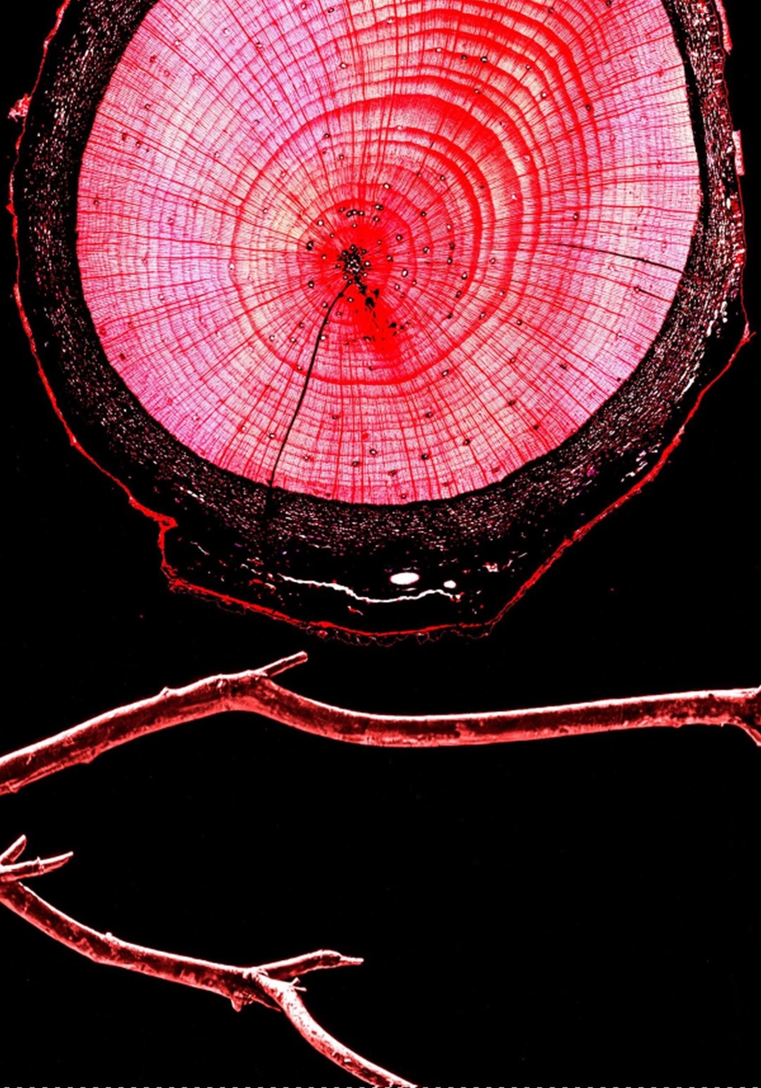 Imatge de la secció d'un tronc amb filtre vermell