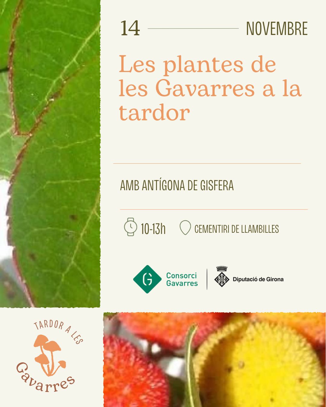 Cartell amb la informació de l'activitat de Les plantes de les Gavarres a la tardor.