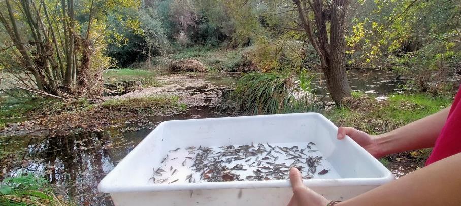 En una safata en primer pla es veuen els peixos que s'alliberaran al Daró per promoure la conservació de la biodiversitat a l'únic riu de les Gavarres